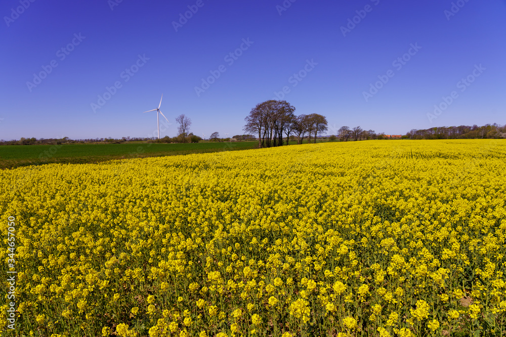 Golden field of flowering rapeseed with beautiful clear blue sky - brassica napus - plant for green energy.