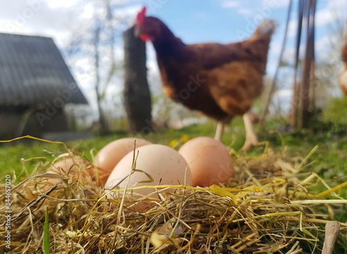 Chicken eggs in a nest close up of hay with a chicken in the background
