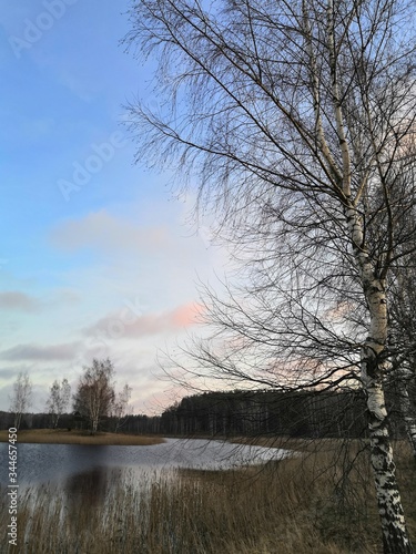 trees on the lake © Светлана Миняева