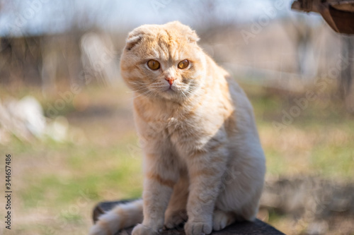 lop-eared British cat