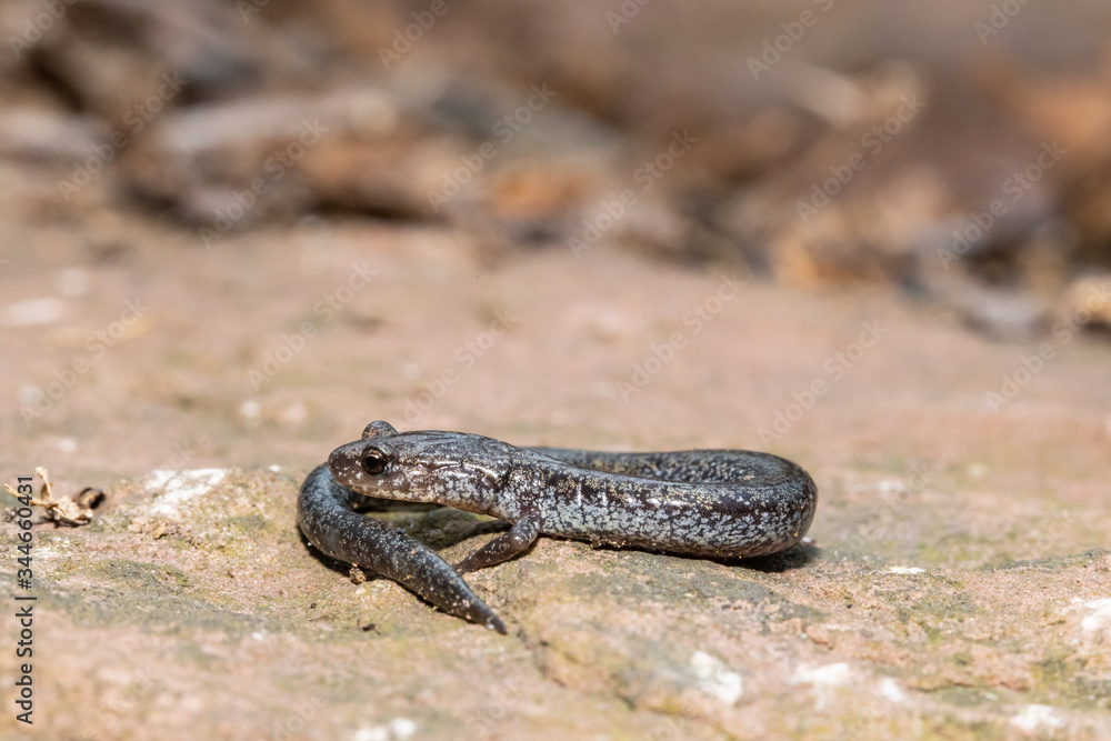 Valley and Ridge Salamander, Pennsylvania , USA - Plethodon hoffmani Valley and Ridge Salamander, Pennsylvania , USA - Plethodon hoffmani