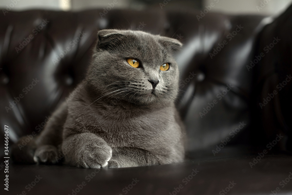 a grey cat lies on a leather sofa and looks at the camera. Lop-eared Scottish breed