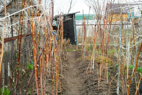 Early spring raspberry runaways in the countryside.