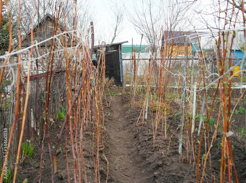 Early spring raspberry runaways in the countryside.