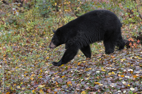 Black Bear (Ursus americanus) Trots Left Through Autumn Leaves