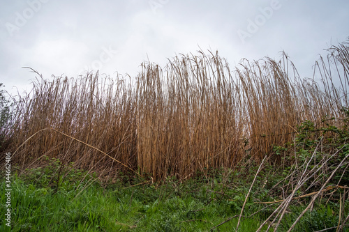 Tall thatching reeds background photo