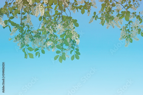 The birdcherry tree blooms in the garden on a sunny day. Beautiful white flowers against the background of the blue sky in spring. Natural background