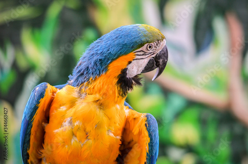 Blue-and-yellow macaw parrot photo