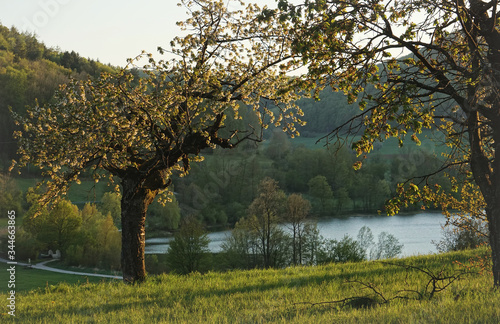 cherry tree in bloom at the lakeside of Happurger Stausee