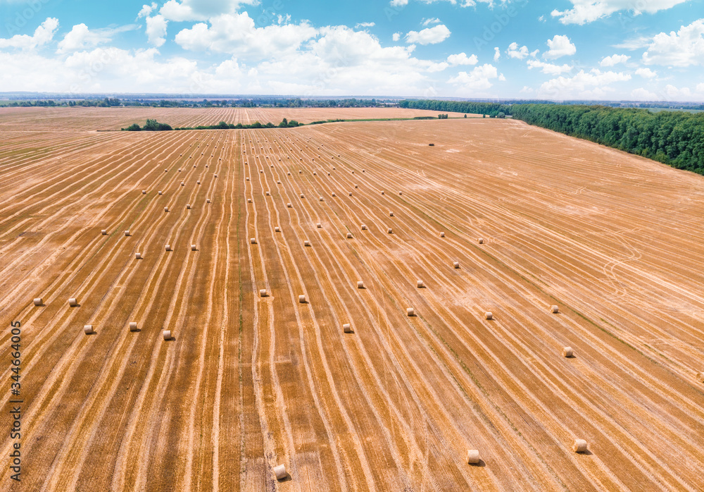 Aerial view of harvested wheat field. Haystacks lay upon the agricultural field.