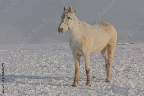 Fototapeta Naklejka Na Ścianę i Meble -  white and brown horses gallop in the mountains in the snow. a herd of horses galloping through the snow in the mountains