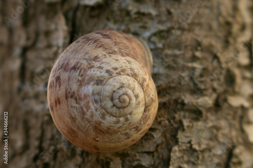 Snail move, snail shell, snail in garden 