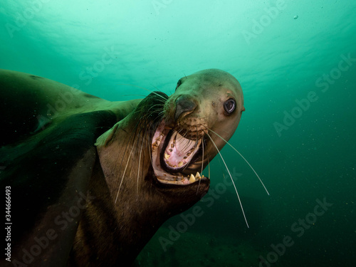 sea lion playing © Colby