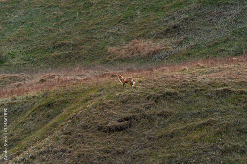 Fototapeta Naklejka Na Ścianę i Meble -  Fox in green landscape. Cute Red Fox. Wildlife scene from nature. Animal in nature habitat. Animal in green environment.