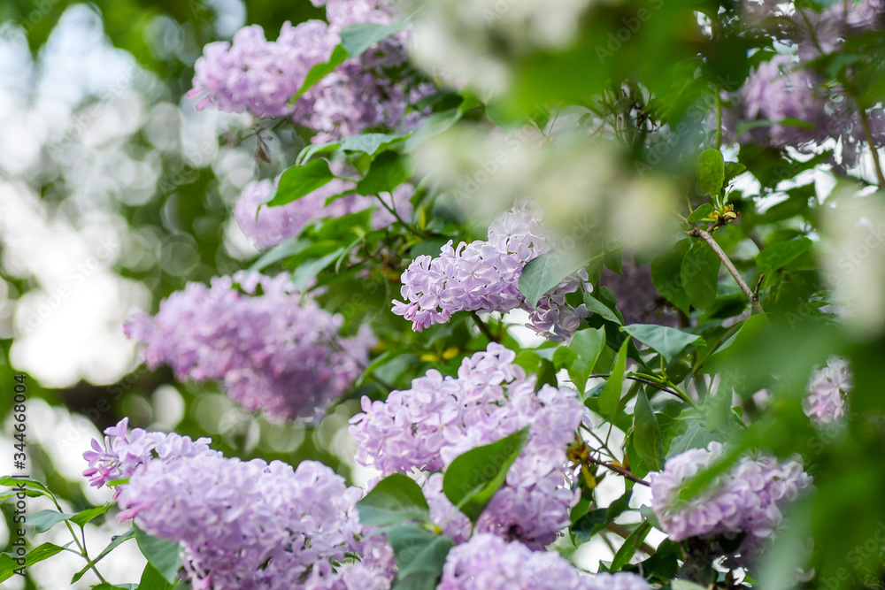 lilac branch with bokeh