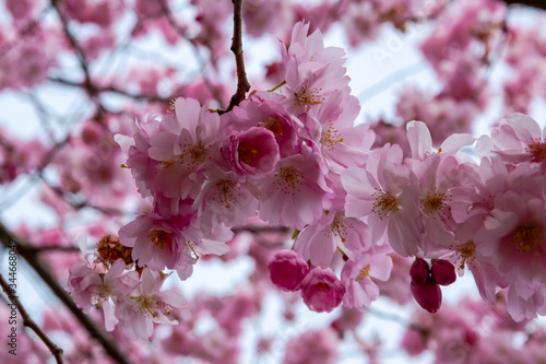 One brief season moment in spring time is the blooming of sakura tree.