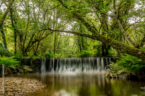 Forest water falls in the green trees