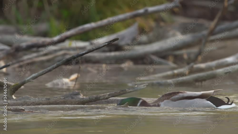 Male mallard on a small river during sunrise Male mallard on a small river during sunrise