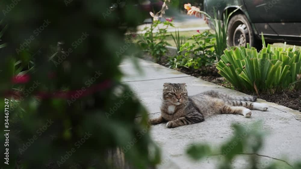 Brown cat lies on the track on a hot summer day, countryside Brown cat lies on the track on a hot summer day, countryside