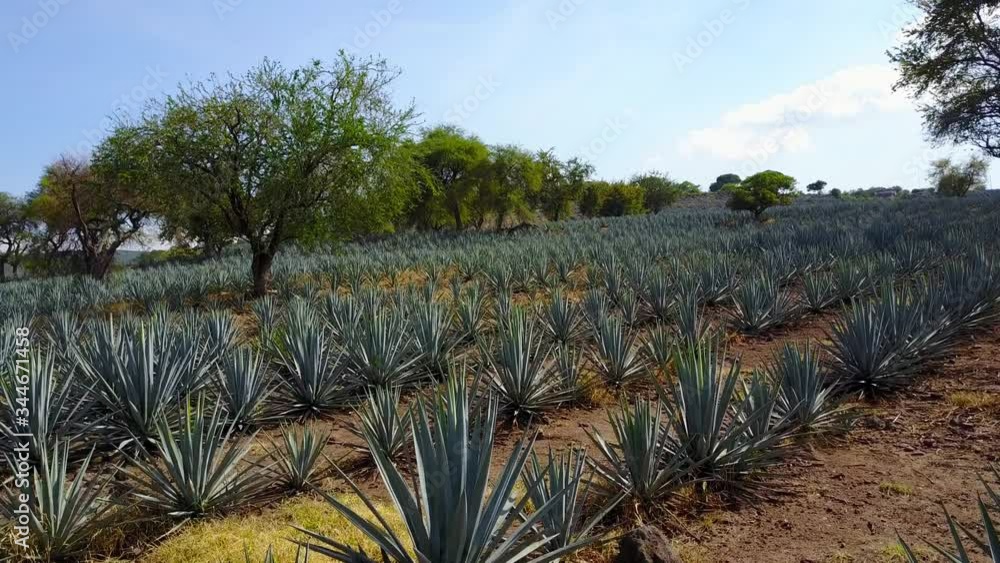 vista aérea de plantaciones de agave azul, materia prima para la