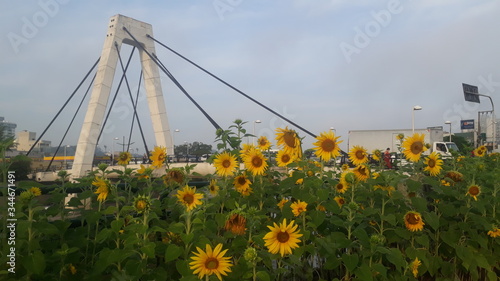 Sunflowers in Brusque Santa Catarina Brazil