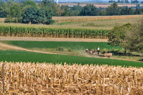 Amish family working together to harvest the corn on a sunny autumn day