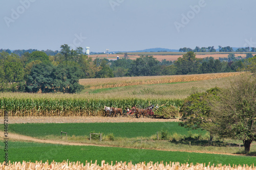 Amish family working together to harvest the corn on a sunny autumn day