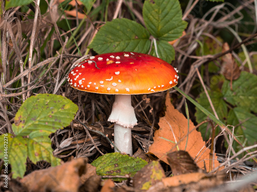 Picture of a toadstool made in the woods