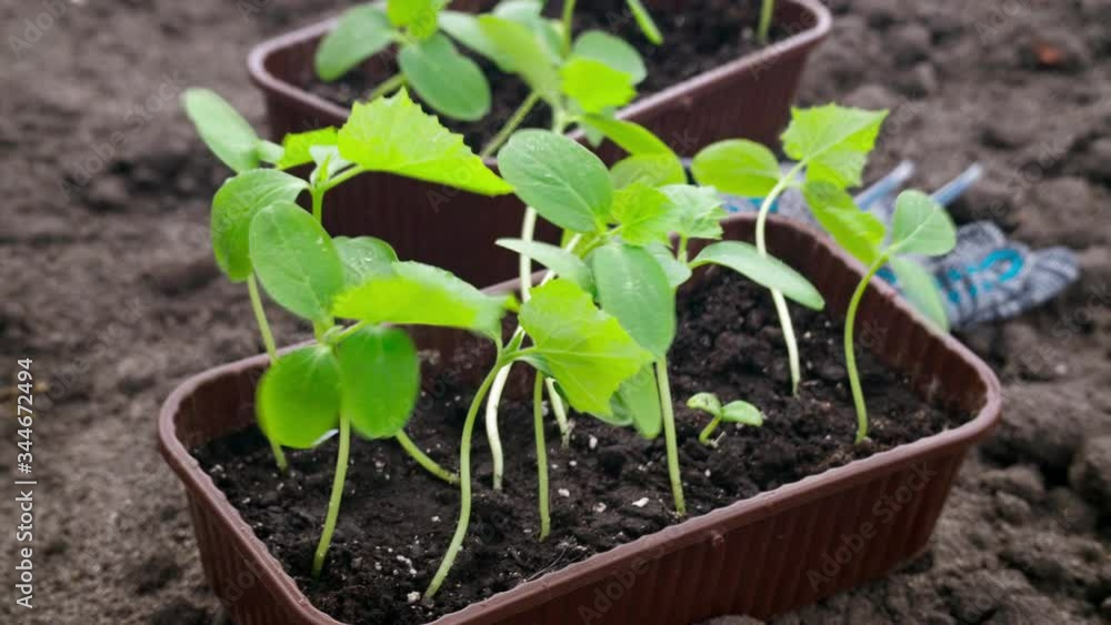 Seedlings of cucumber seeds in box outdoor tracikng shot Seedlings of cucumber seeds in box outdoor tracikng shot