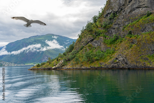 Norway, Sognefjord picturesque mountain sea landscape view with flying seafull © Travel Faery