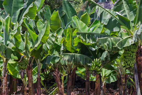 Green banana trees with fruits, fruit garden