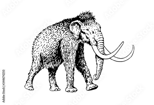 Graphical sketch of mammoth isolated on white background, vector illustration