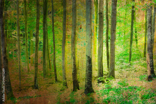 textured picture of a beech forest