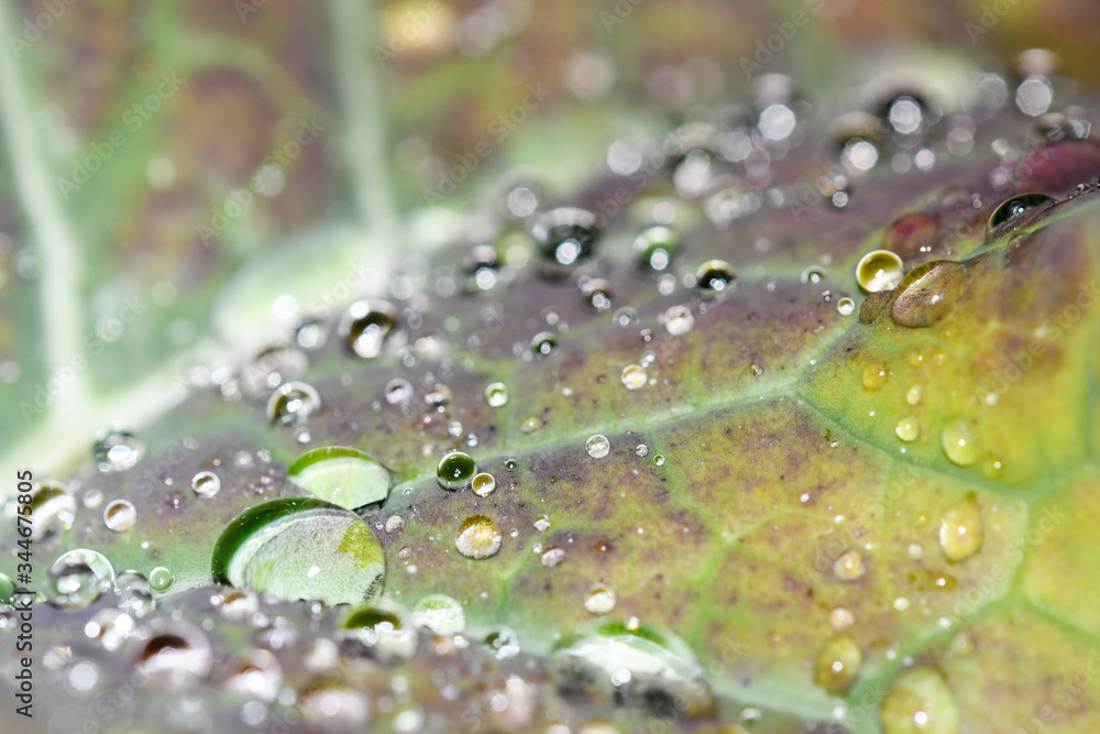 Close-up of water drops on the leaf of a cabbage