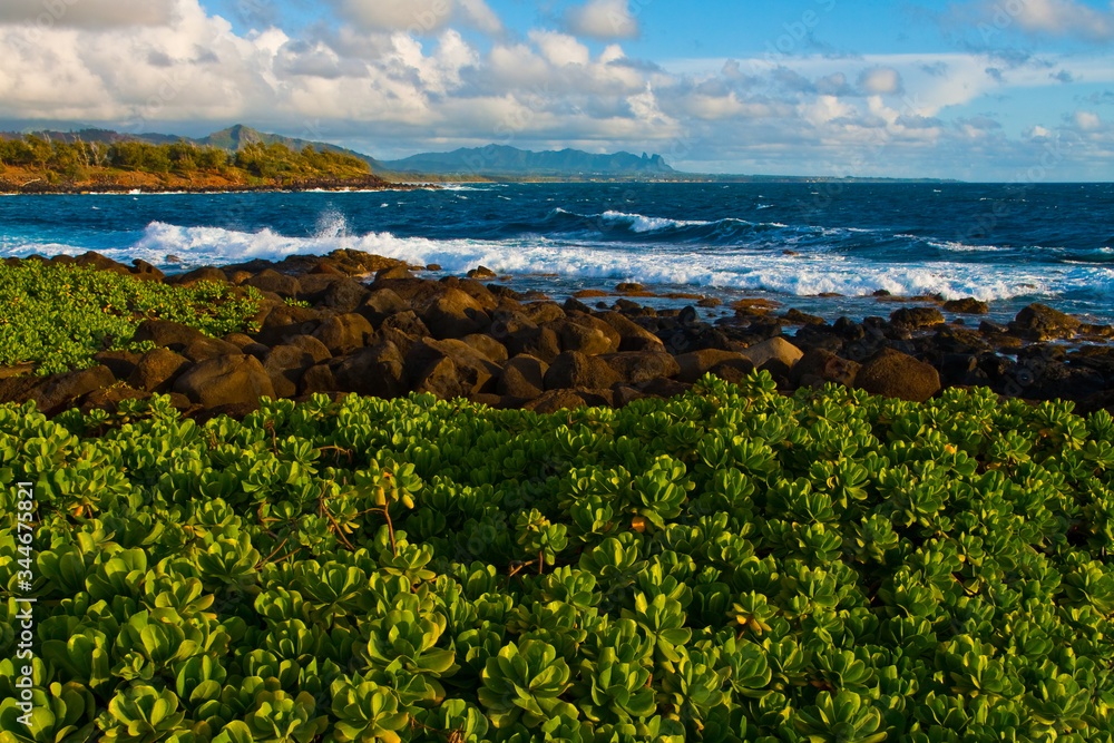 Fotka „Naupaka Kahakai Plants (Scaevola taccada) on Lava Shoreline of