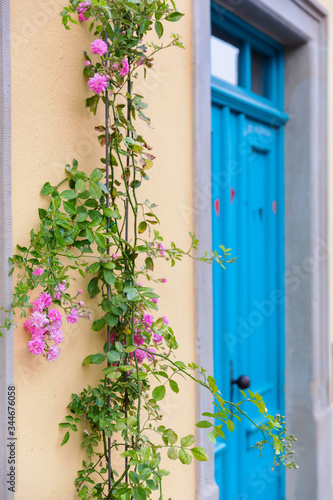 climbing rose beside a turquoise house door