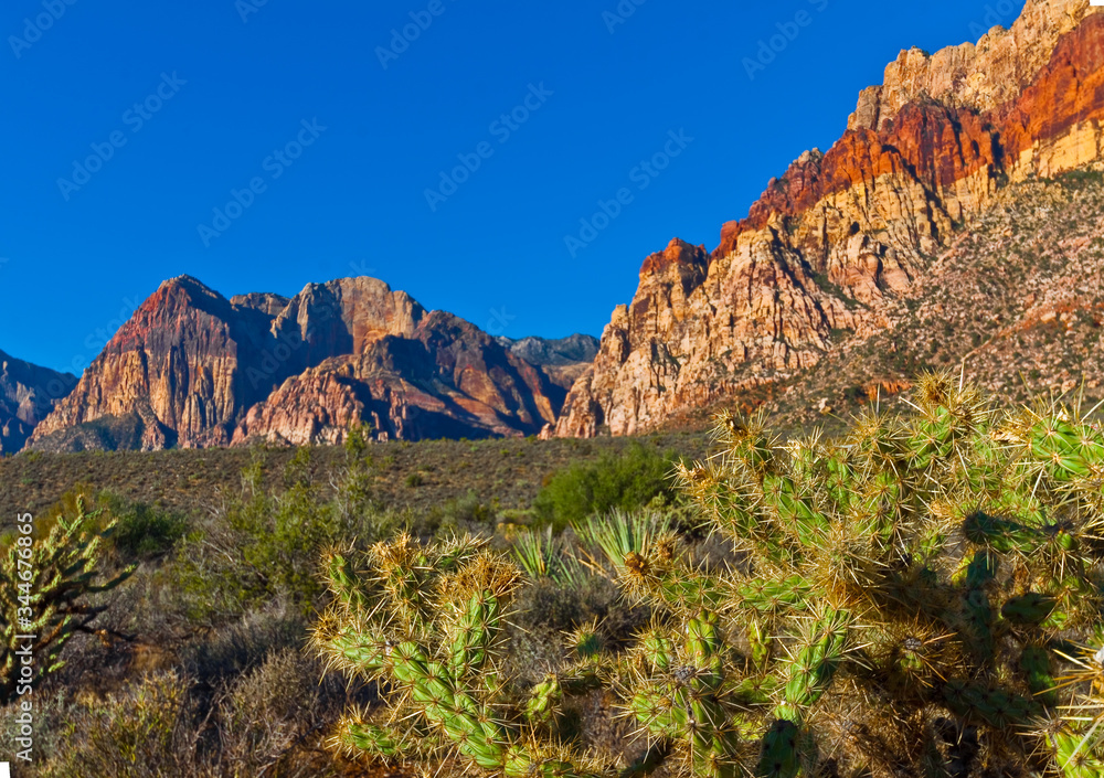 Aztec Sandstone of The Red Rock Escarpment and Cholla Cactus, Red Rock NCA, Las Vegas, Nevada, USA