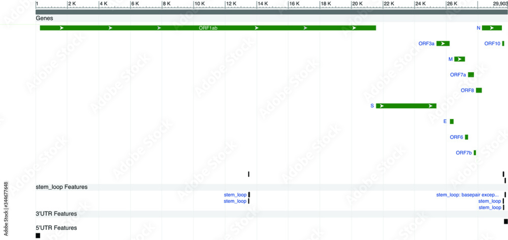 A map of the SARS-CoV-2 genome, color vector illustration, white background A map of the SARS-CoV-2 genome, color vector illustration, white background