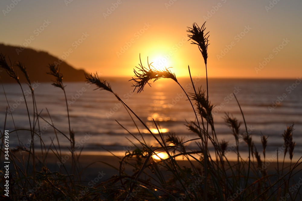 sunset on the beach, plant 