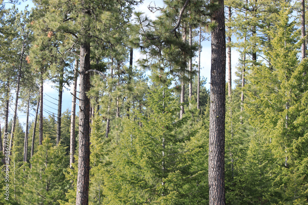 Fototapeta premium Trees in The Forest