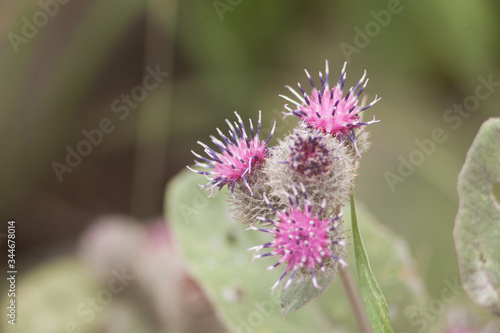 a blooming thistle in the macro