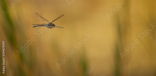 Dragonfly in macro © Николай Старорусский