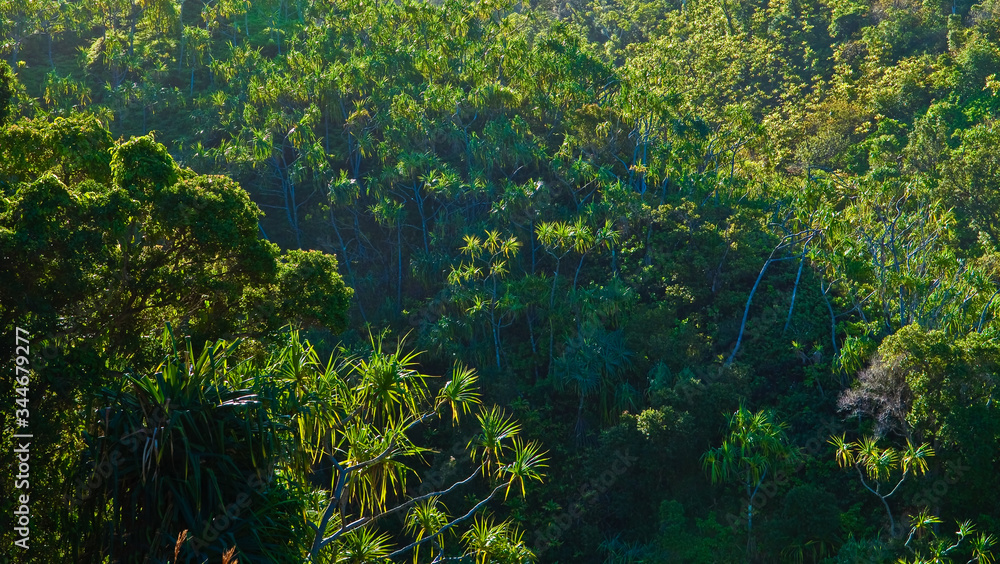 The Kalalau Trail Leads Through Tropical Forests, Na Pali Coast,, Kauai, Hawaii, USA