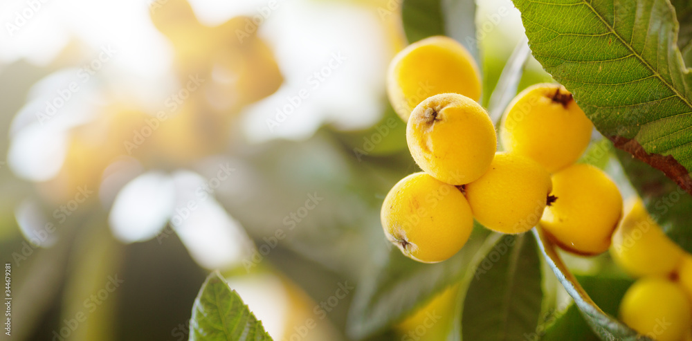 Japanese Plum tree branch with yellow fruits Eriobotrya japonica (Mespilus) at sunset in Cyprus. Close up . Copy space. Blurred background