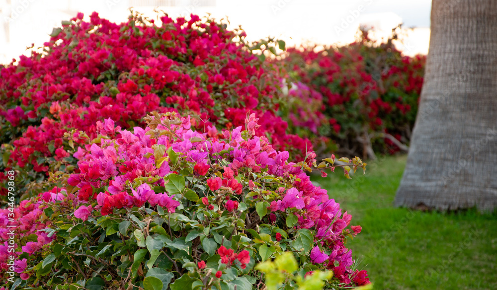 Hedgerow of pink and red bougainvillea flowers in the bushes on the lawn