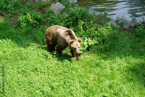 Duży niedźwiedź brunatny na zielonej trawie w sloneczny dzień
