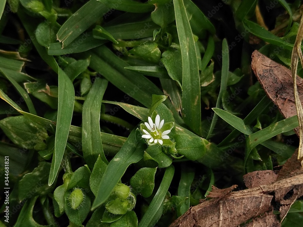 Fototapeta premium white flowers in the forest