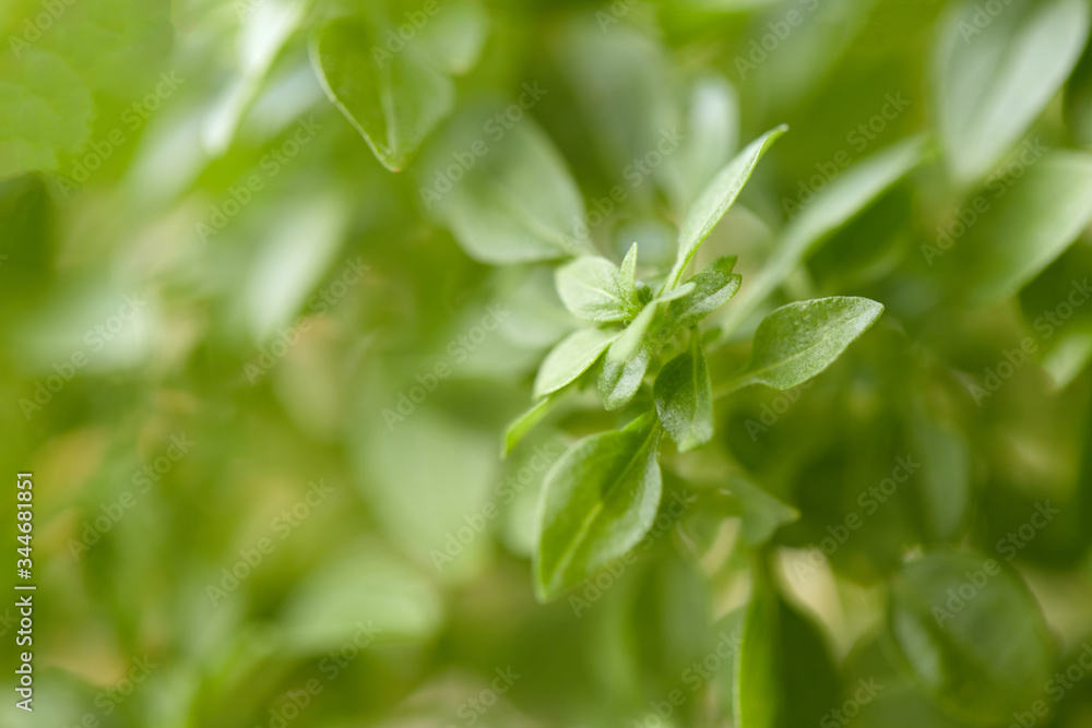 Fragrant basil close-up, microgreens, macro photo. Fragrant basil close-up, microgreens, macro photo.