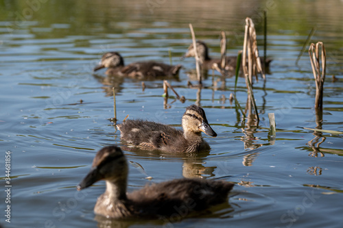 Older mallard ducklings with adult feather plumage starting to show