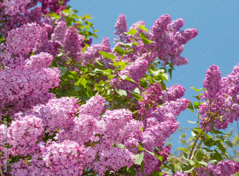 Flowers of purple lilac. Flowering lilac tree in garden on spring day, background of blue sky Flowers of purple lilac. Flowering lilac tree in garden on spring day, background of blue sky